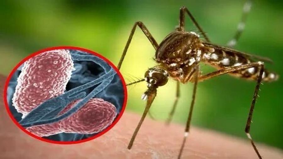 Комар в момент укуса и риск передачи инфекций